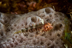 "Triple Fin Pose"
The Triple Fin Blenny has become one o... by Chase Darnell 